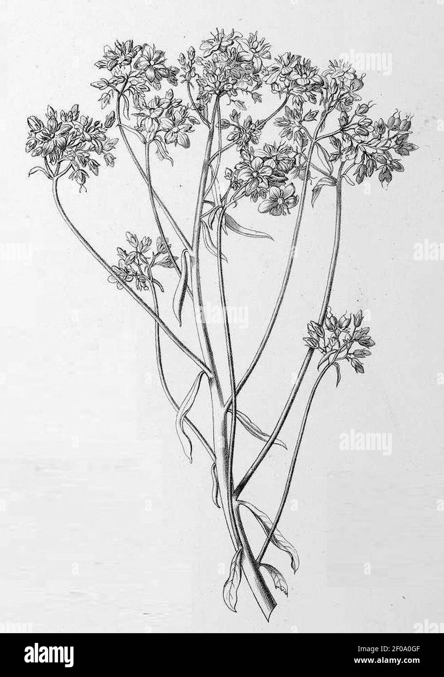 Plantae Tinneanae (1867) - Tab. IX - Hydrolea floribunda - Flowering plant. Stock Photo