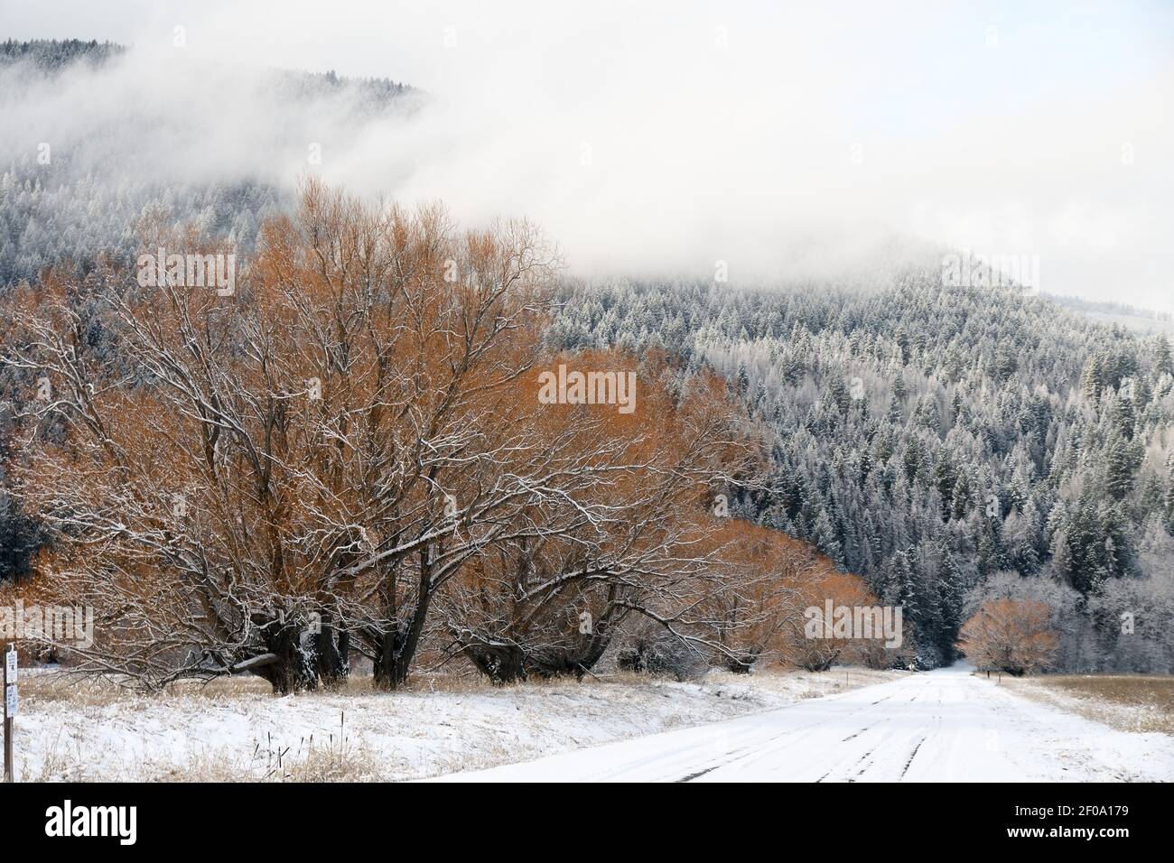 Willows line a road at the Kootenai National Wildlife Refuge in winter