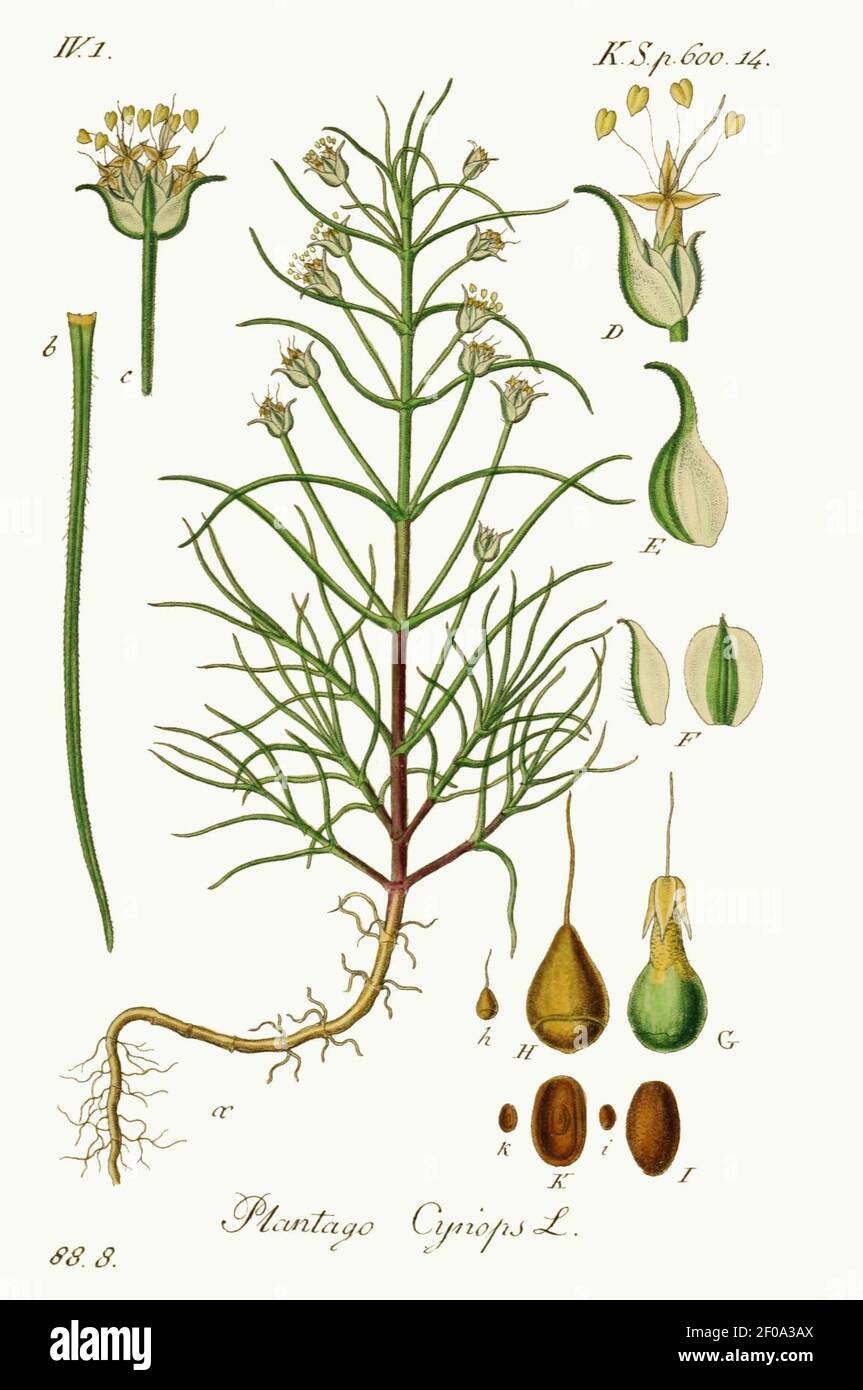 Plantago sempervirens - Deutschlands flora in abbildungen nach der natur - vol. 19 - t. 88.8. Stock Photo