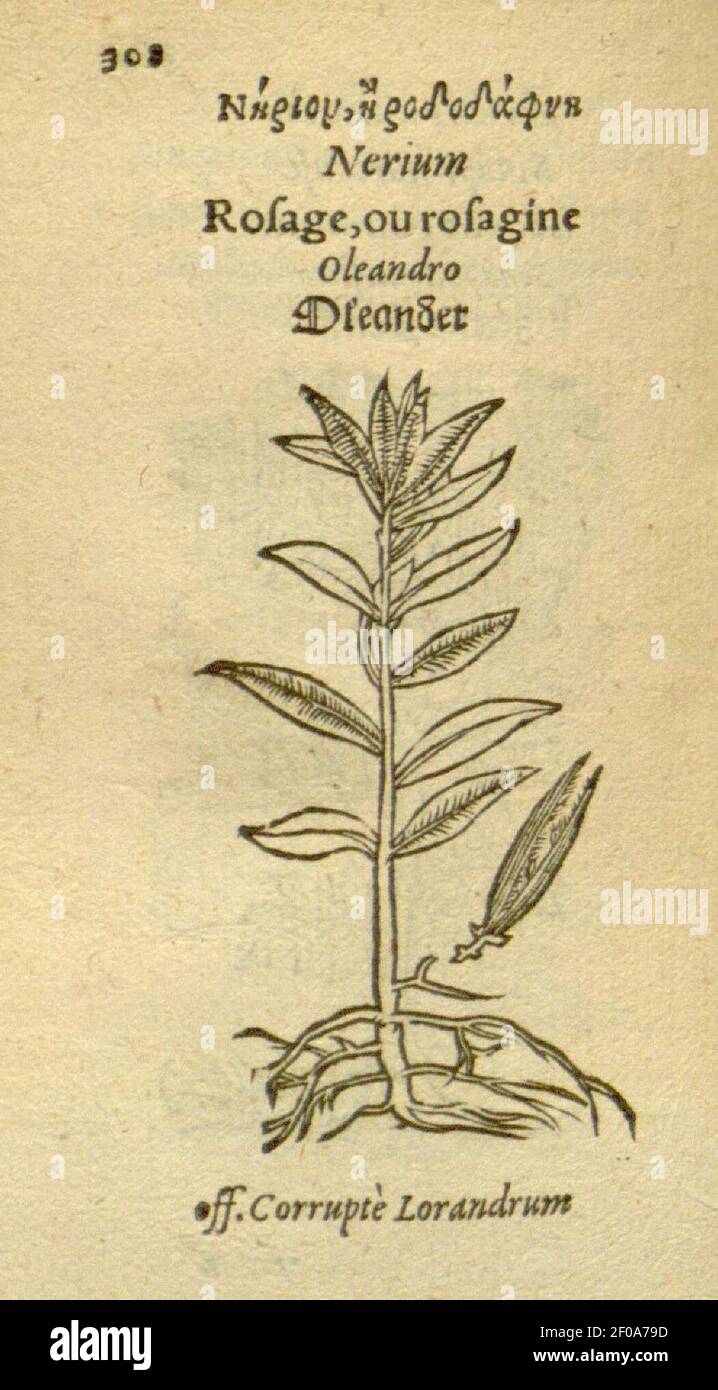 Plantarum effigies (Page 308) Stock Photo