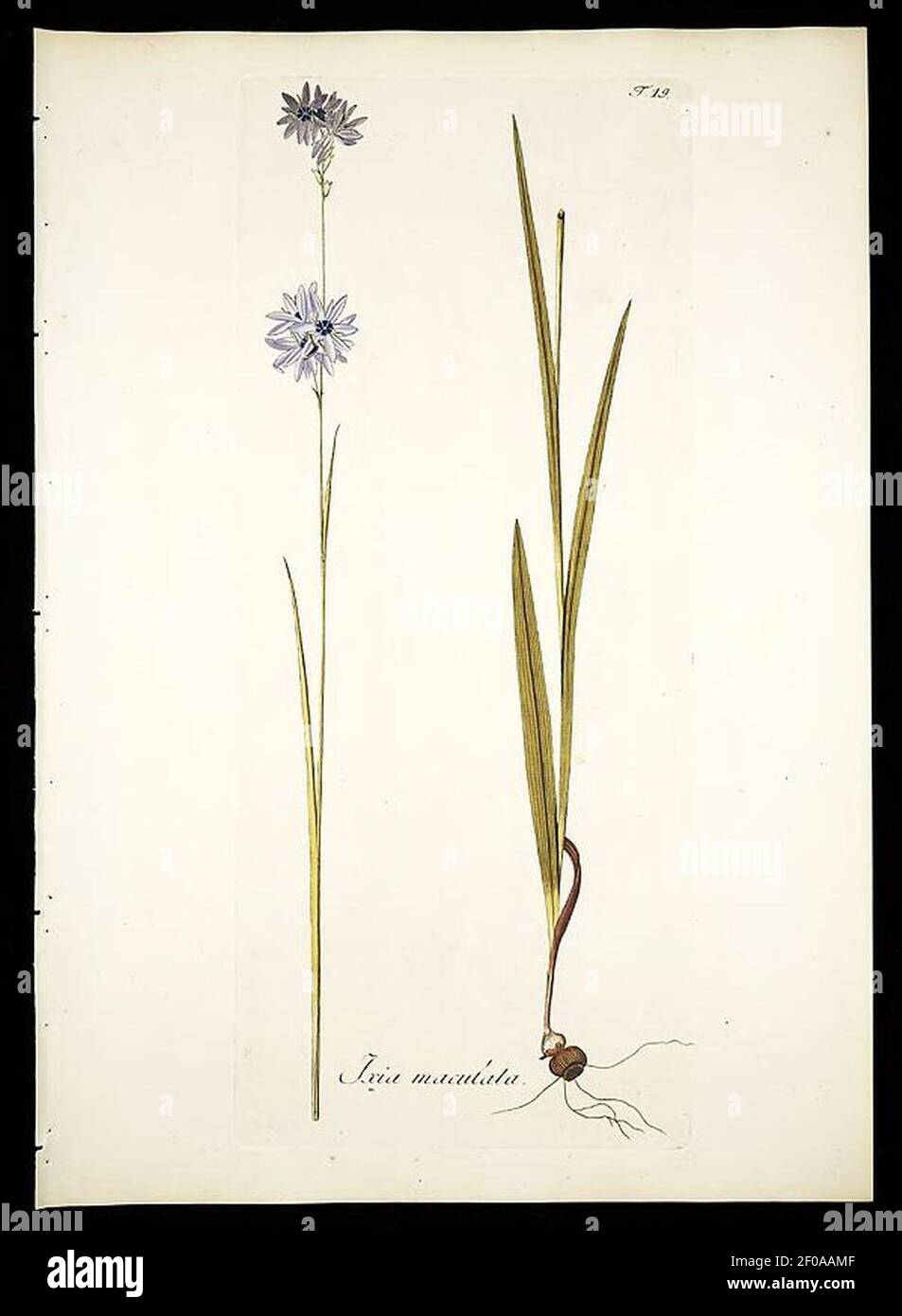 Plantarum rariorum horti caesarei Schoenbrunnensis descriptiones et