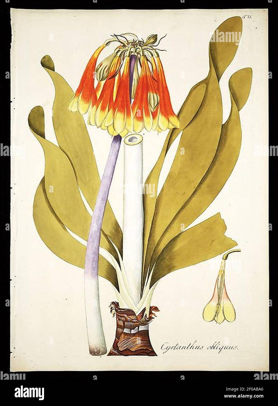 Plantarum rariorum horti caesarei Schoenbrunnensis descriptiones et