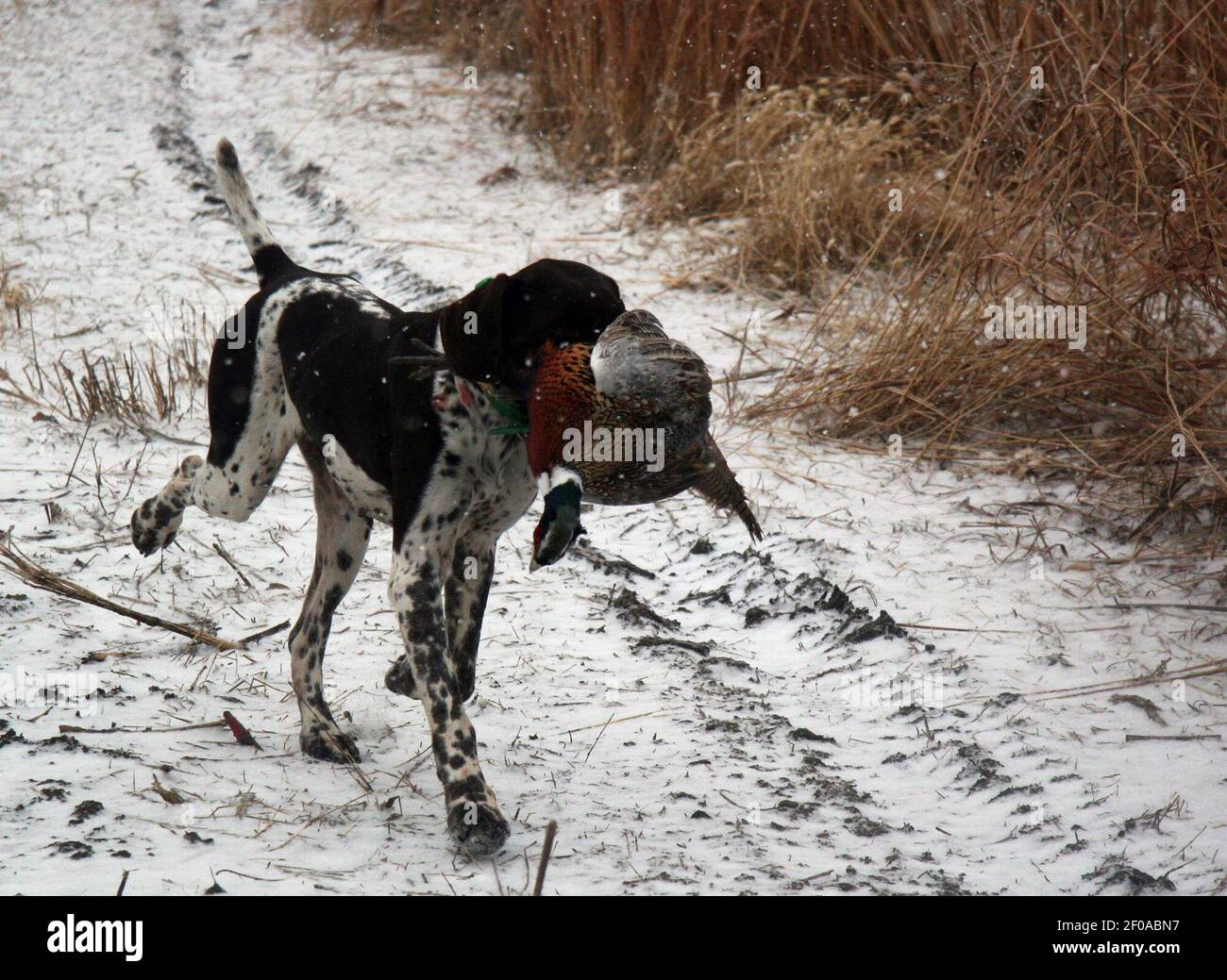 Ruger the dog fetches a downed bird as soldiers stationed at Fort Riley ...
