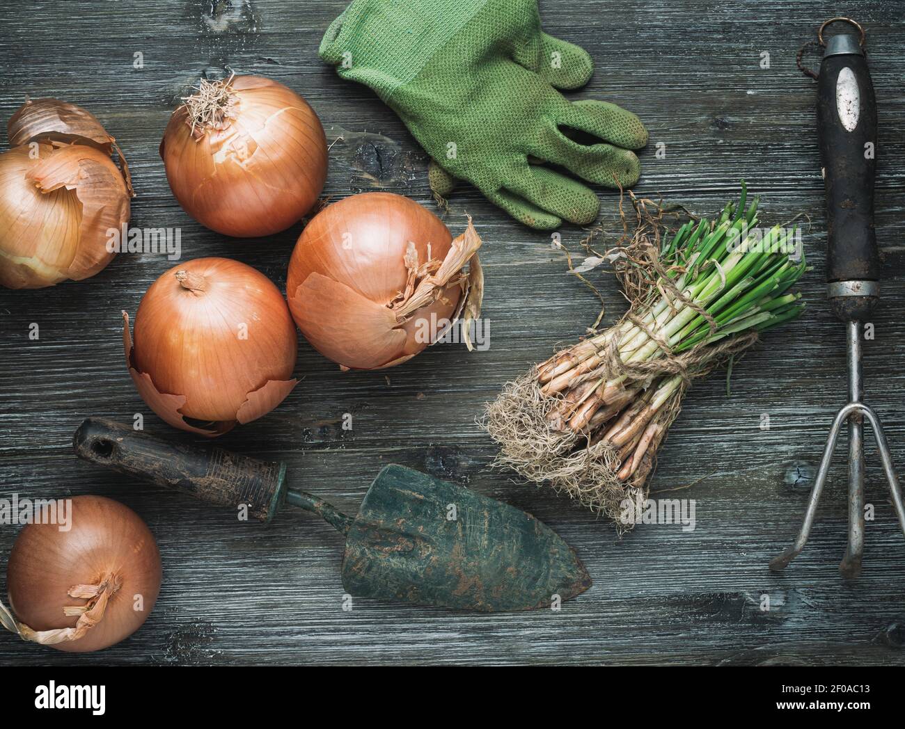 Mature onions hi-res stock photography and images - Alamy