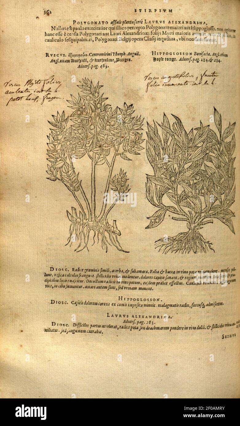Historia Plantarum High Resolution Stock Photography and Images - Page 6 -  Alamy
