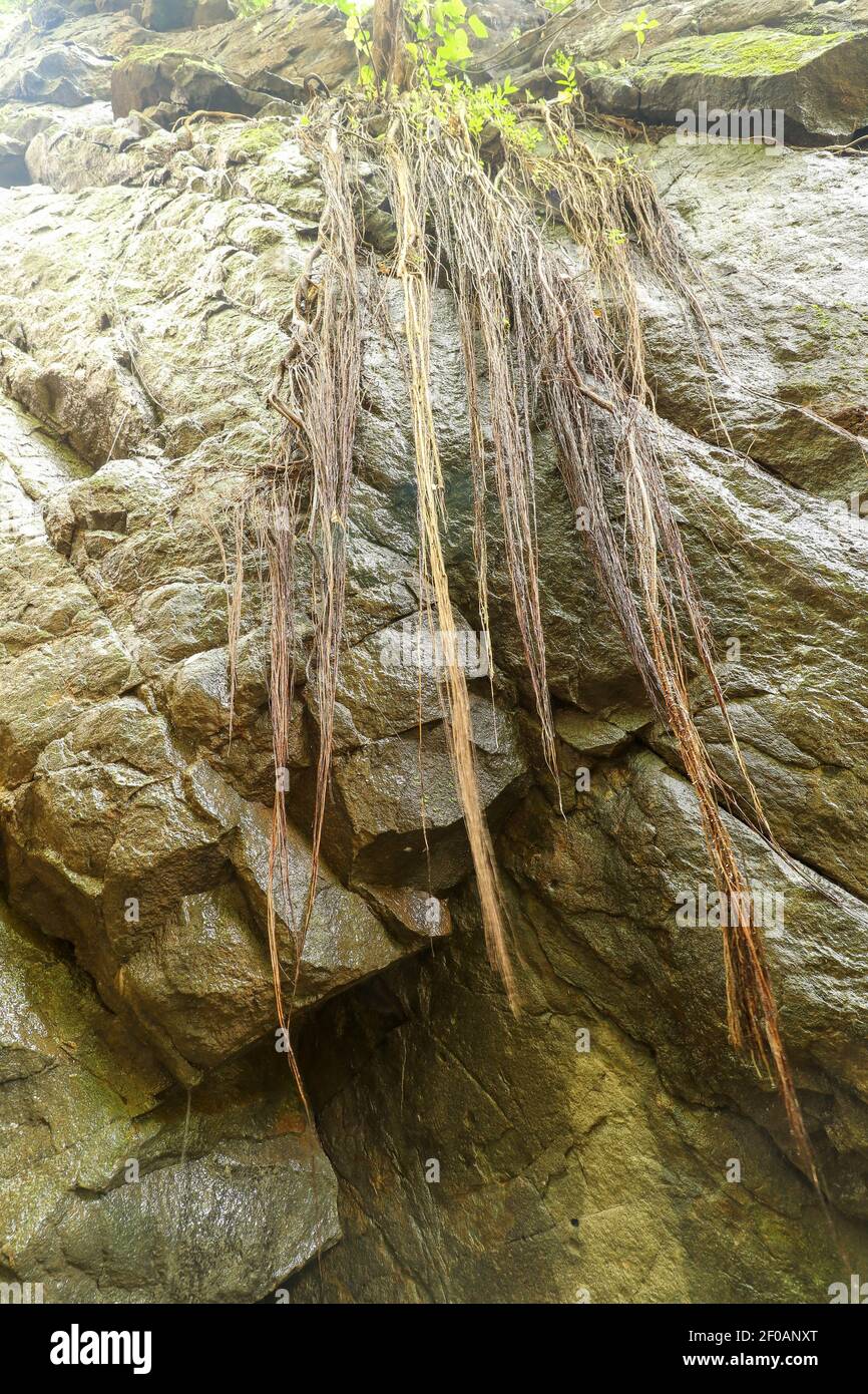 Tree Roots Hugging Rocks Trees on the rocks.The roots of many trees among the rocks Stock Photo ...