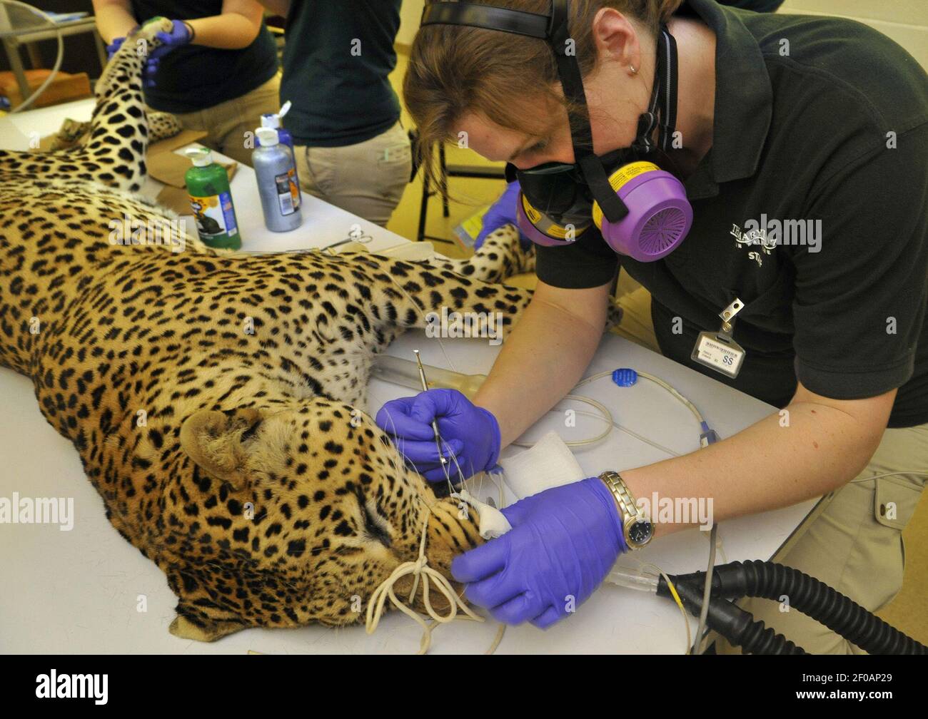 Dr. Allison Wack, Maryland Zoo in Baltimore veterinarian, cleans Hobbes
