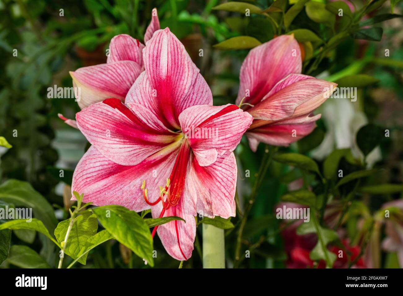 Hippeastrum hybridum amaryllis hi-res stock photography and images - Alamy