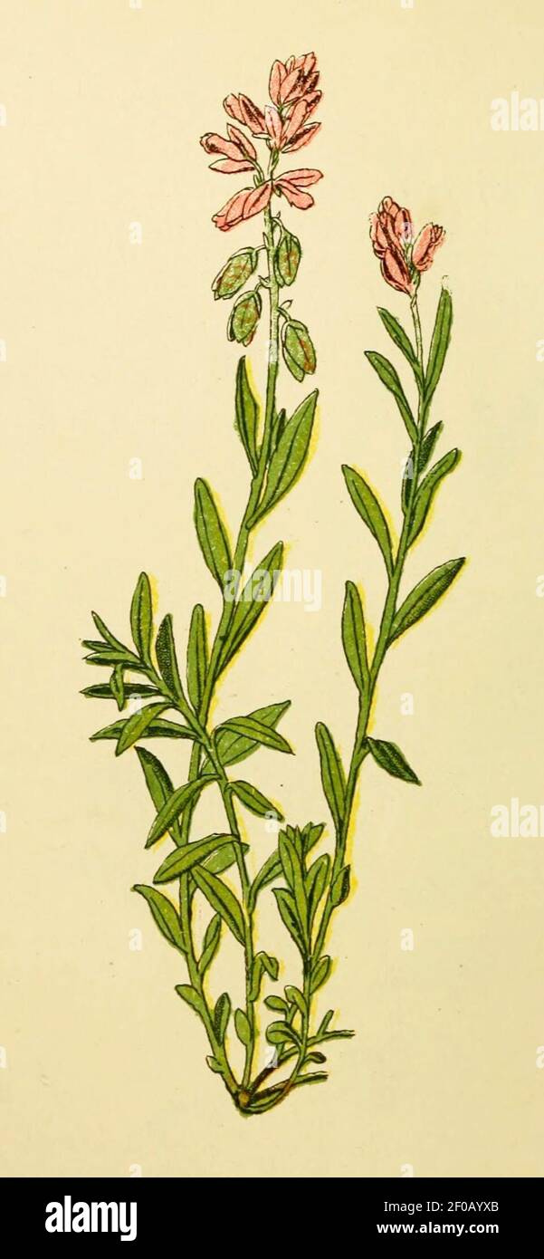 Plantenschat1898 78 034 Gewone kruisbloem.—Polygala vulgaris. Stock Photo