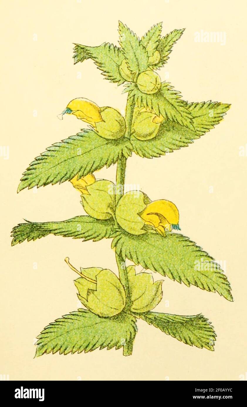 Plantenschat1898 45 17 Groote ratelaar.—Rhinanthus major. Stock Photo