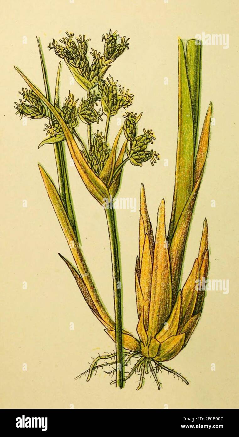 Scirpus lacustris hi-res stock photography and images - Alamy