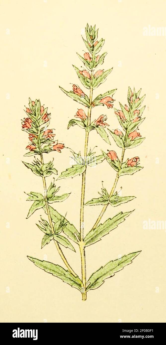 Plantenschat1898 157 73 Roode oogetroost. — Euphrasia odontites. Stock Photo