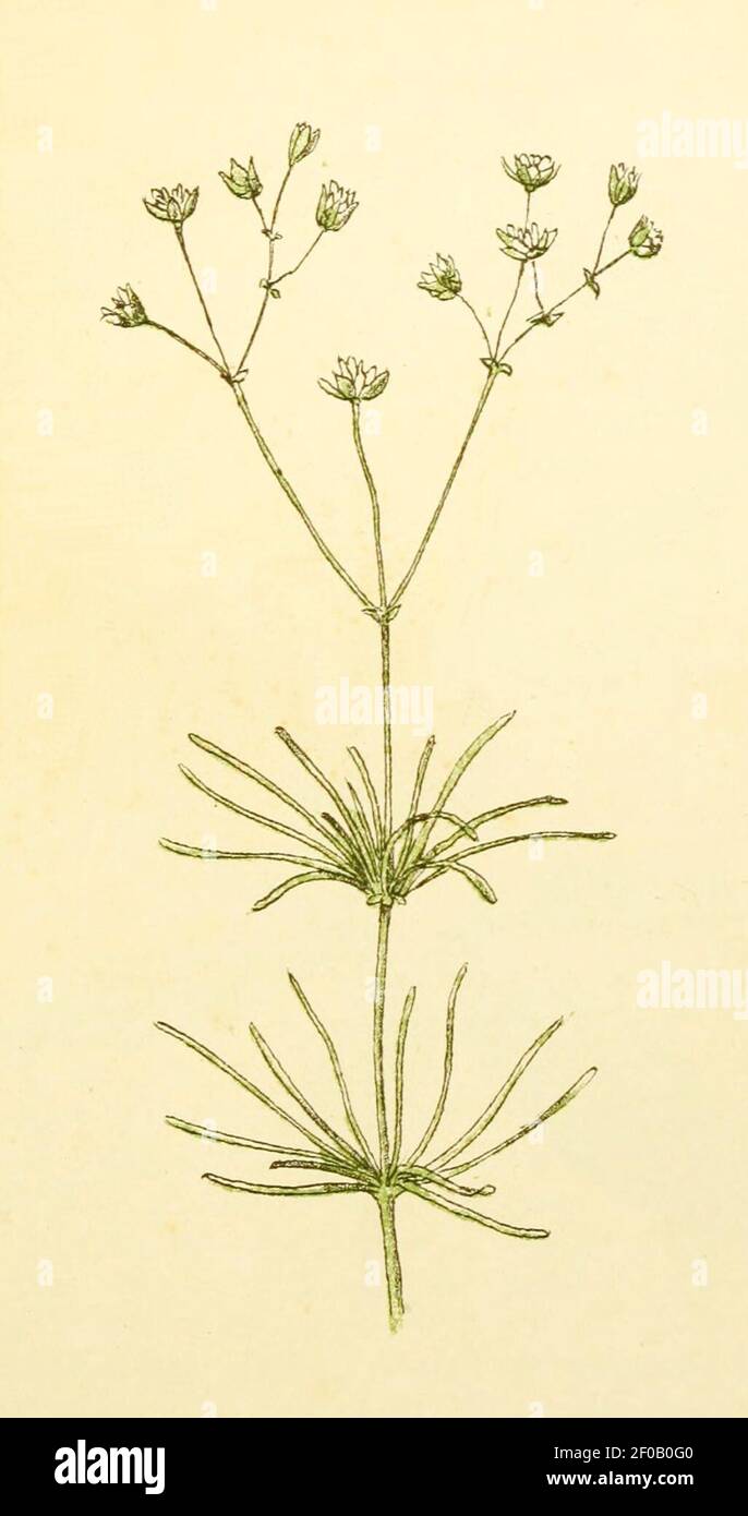 Plantenschat1898 209 99 Spurrie.— Spergula arvensis. Stock Photo