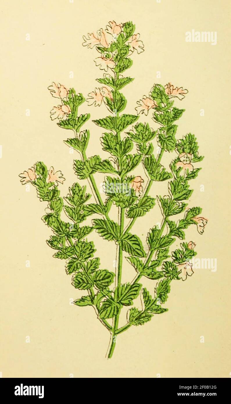 Plantenschat1898 270 130 Oogetroost.—Euphrasia officinalis. Stock Photo