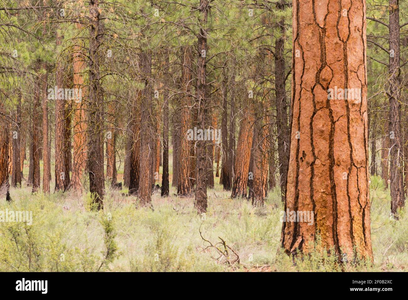 Beautiful Stand of Trees Bend Oregon Deschutes County Stock Photo