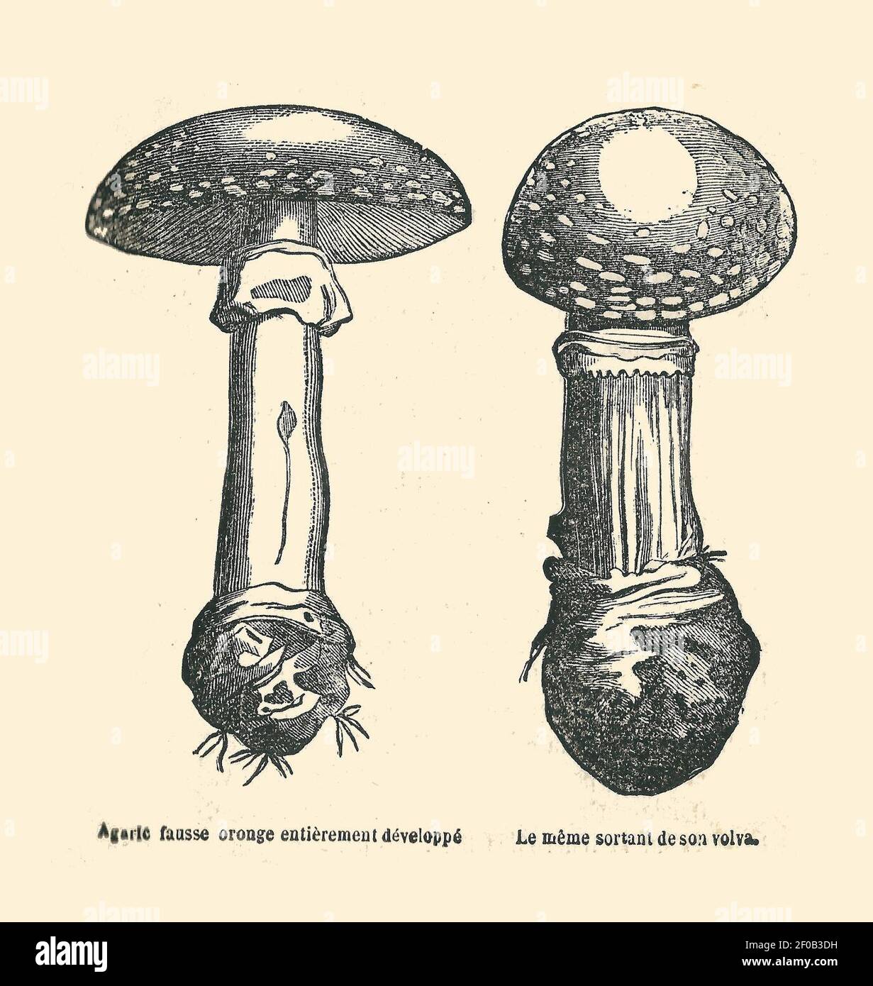 Plantes usuelles-Ysabeau-1878-agaric fausse oronge. Stock Photo