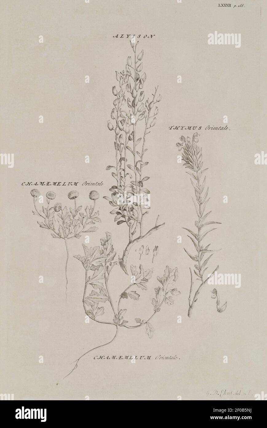 Plants of the Holy Land Plant of genus Alyssum Plant of the genus Chamemaelum Plant of the genus Thymus - Pococke Richard - 1745. Stock Photo
