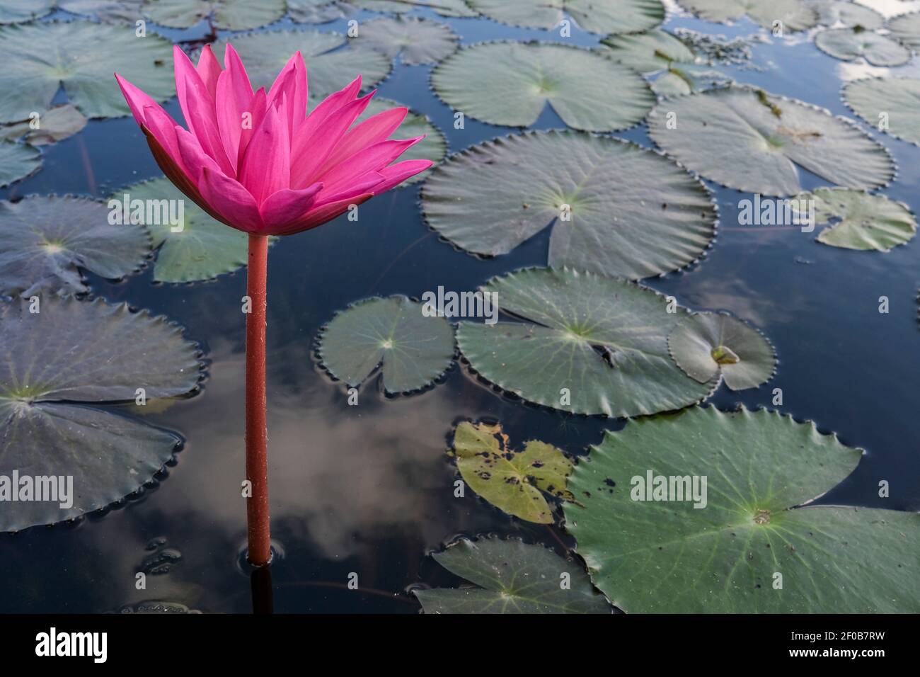 Water lily, nymphaeaceae, pink flower Stock Photo