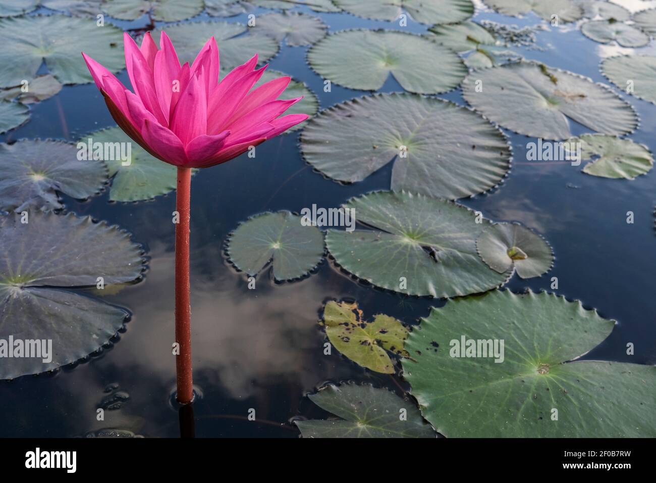 Water lily nymphaeaceae hi-res stock photography and images - Alamy