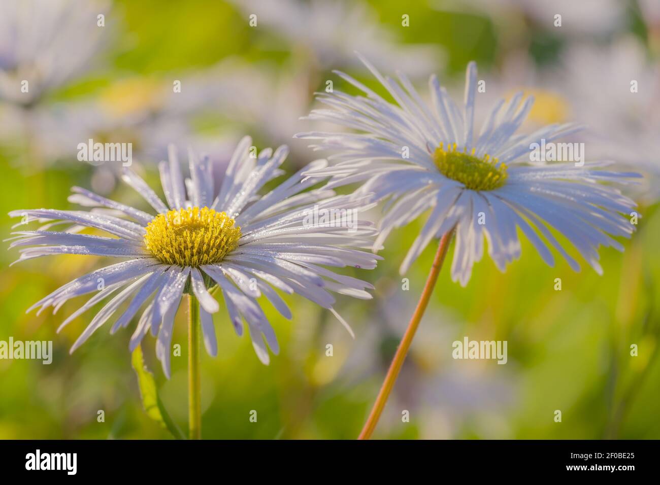 Summer dreams (3 Stock Photo - Alamy