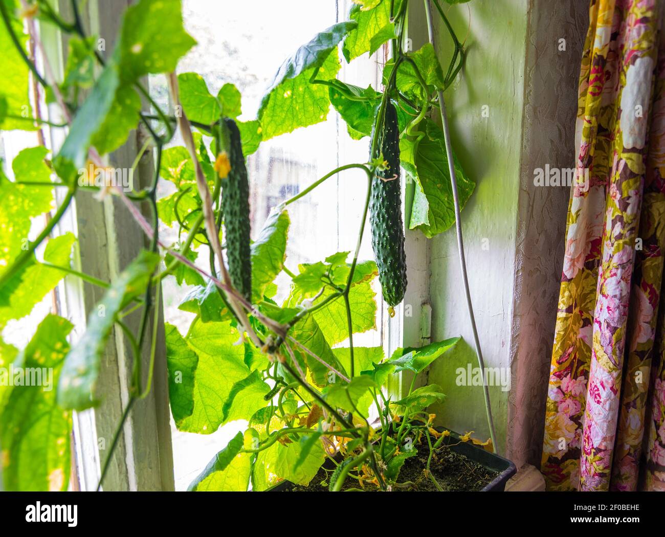 Growing cucumbers at home on window sill Stock Photo Alamy