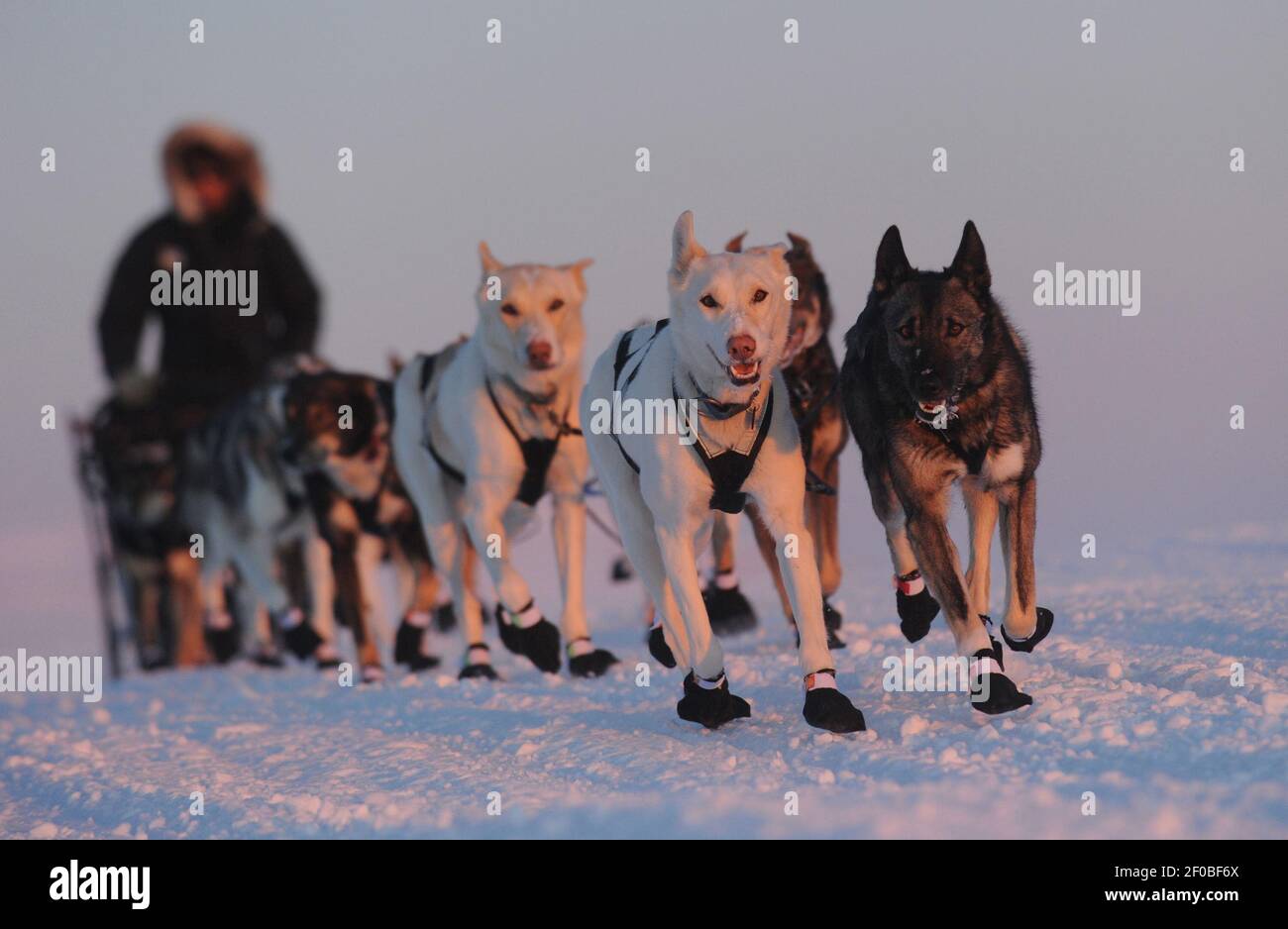 Iditarod musher Peter Kaiser, from Bethel, Alaska, races to the Nome finish line of the 2011