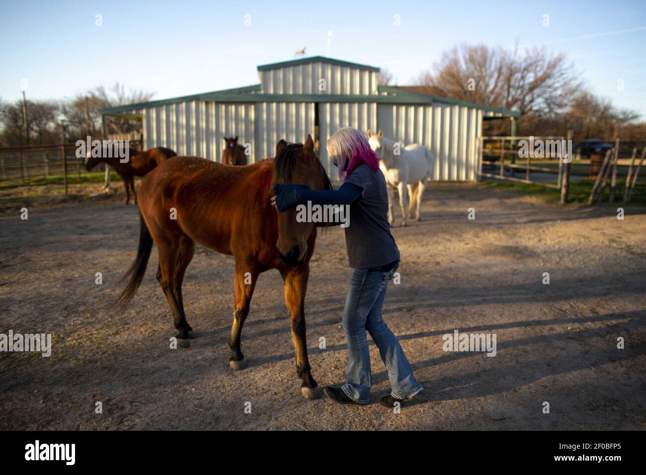 Weatherford, Texas, USA. 6th Mar, 2021. Laura's horse greets her and the stable doors as she makes her way to check their water levels in a 100-gallon barrel. During the snowstorm, Laura and her husband had to use an ax to free the water from ice so the horses could drink.As the snow has melted in Texas after the random winter storm that left millions without water and power, many Texans are still recovering from the damages. From Weatherford, Texas, Laura shares her experience of what it was like for her and her husband during the storm. Laura is a graphic designer that owns four Stock Photo