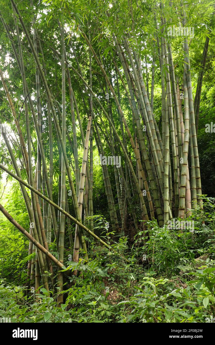 Lanscape of bamboo tree in tropical rainforest, Malaysia Stock Photo