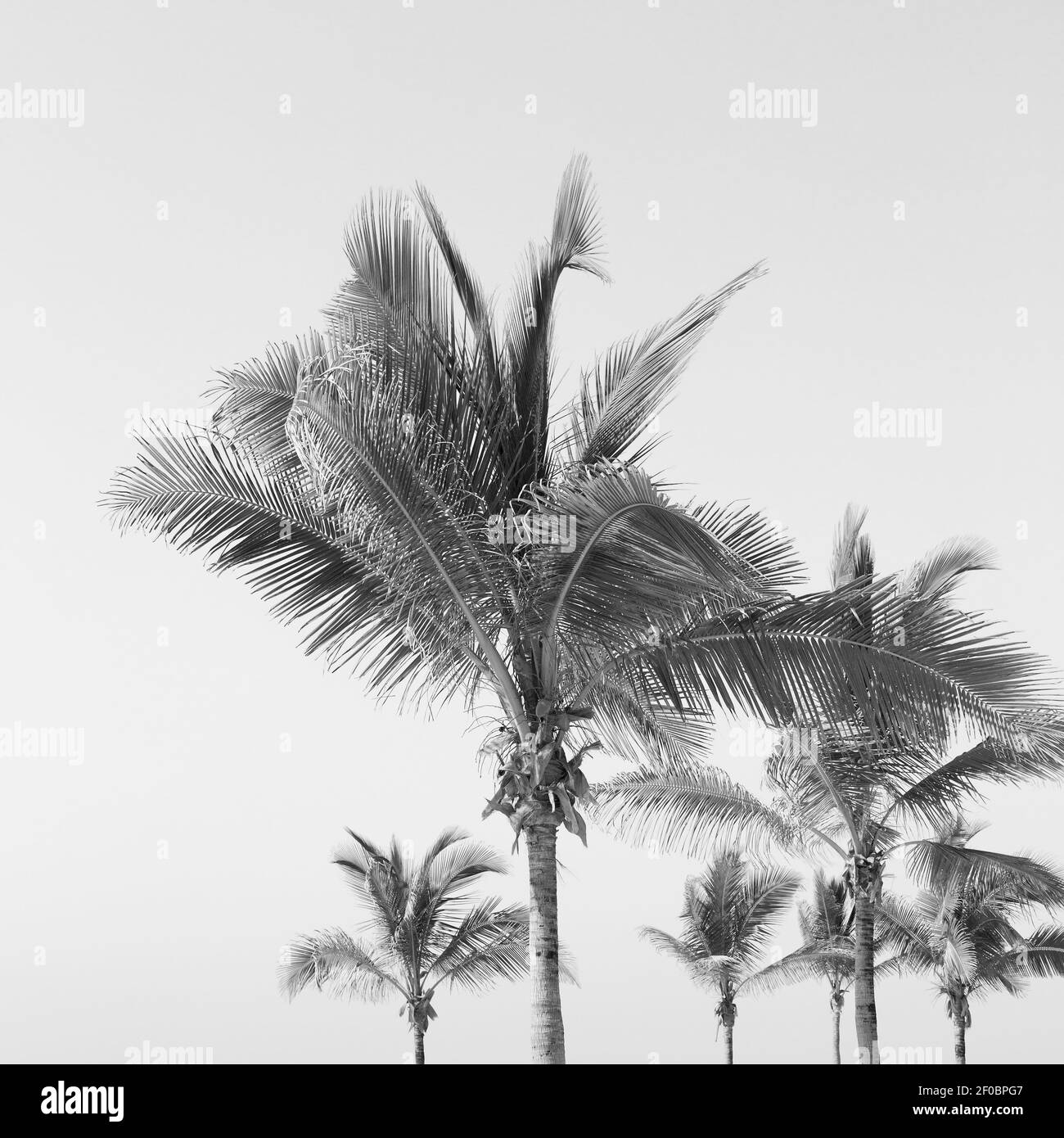 Oman beach sandy Black and White Stock Photos & Images - Alamy