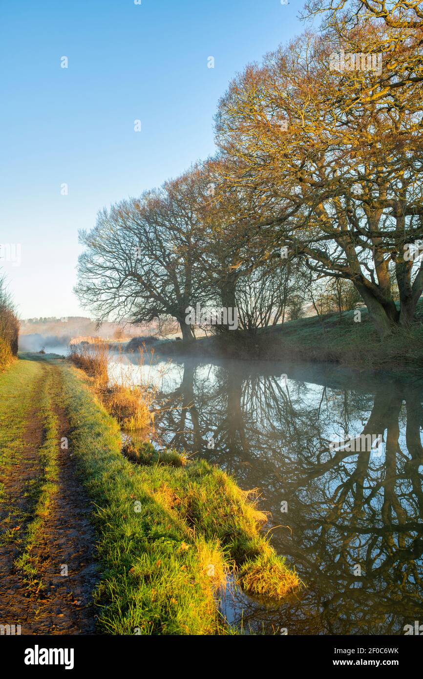 Oak trees along the Oxford canal on a february morning at sunrise. Upper Heyford, Oxfordshire, England Stock Photo