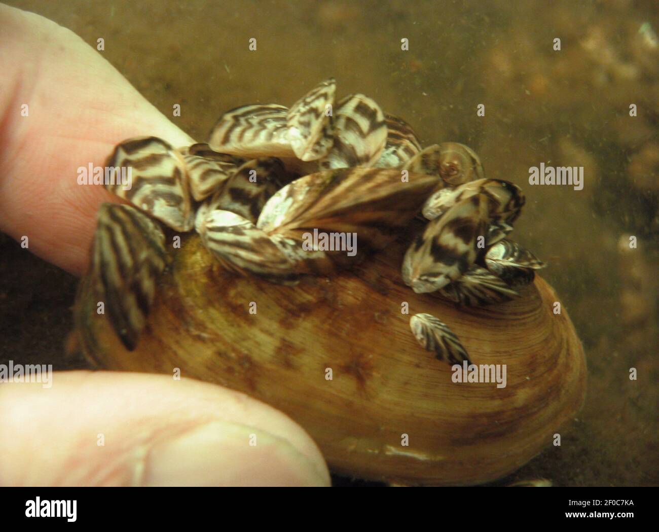 Zebra mussels attach themselves to the top of a native mussel in Lake