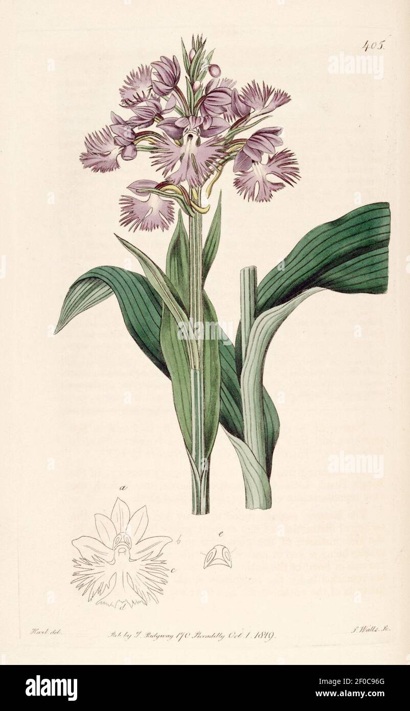 Platanthera grandiflora (as Habenaria fimbriata) - Bot. Reg. 5 pl.405 (1819). Stock Photo