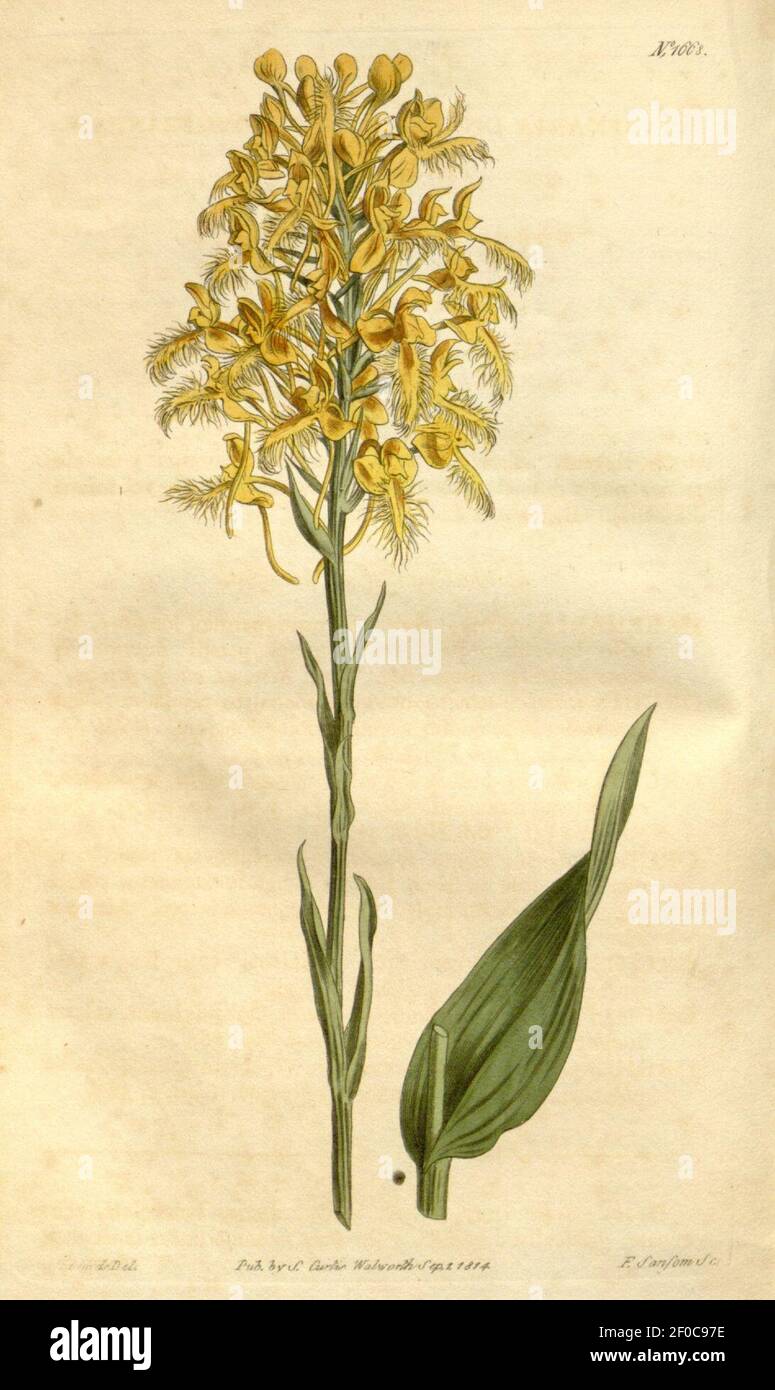 Platanthera ciliaris (as Habenaria ciliaris) - Curtis' 40 pl. 1668 (1814). Stock Photo