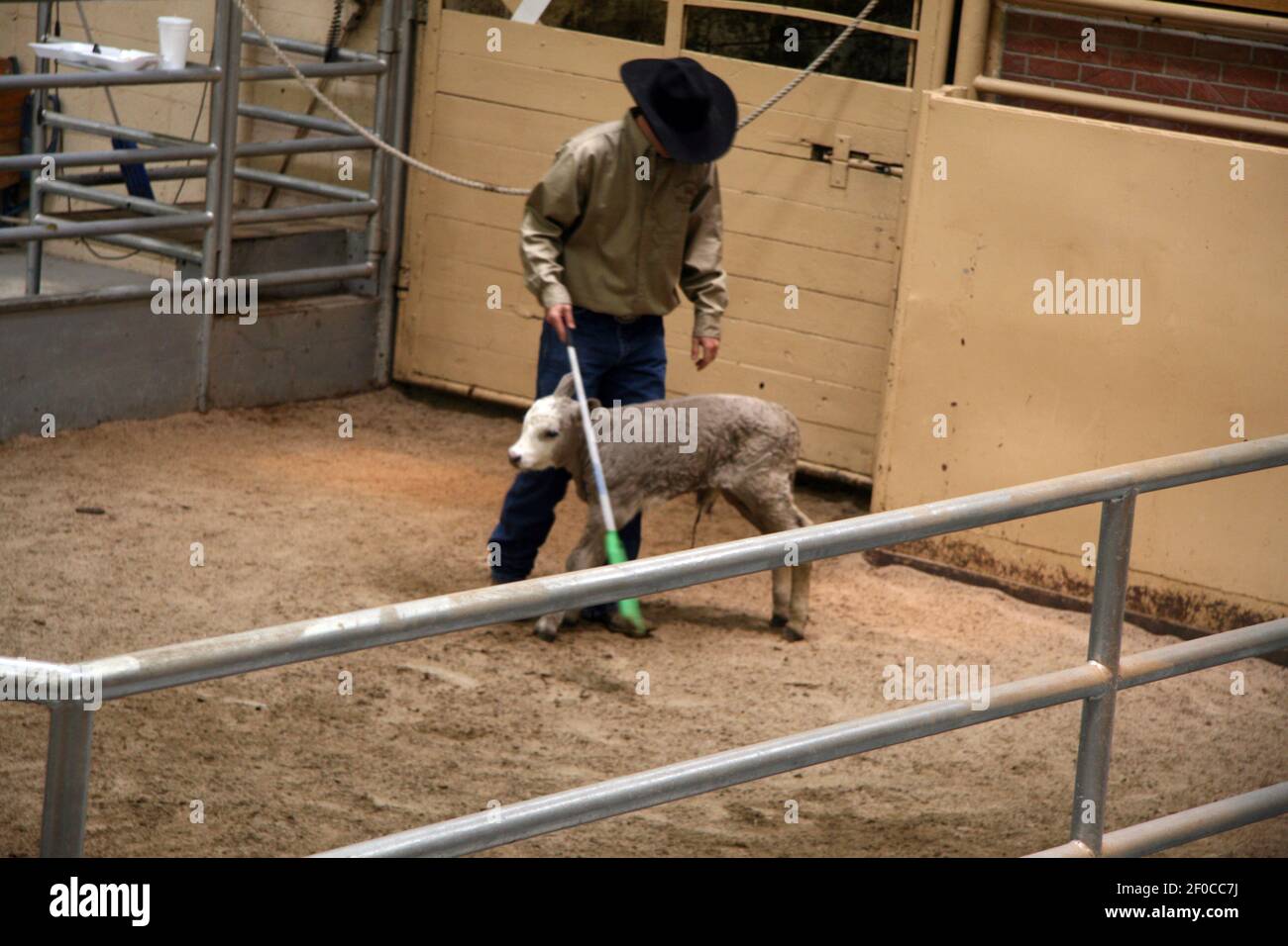 Calves being sold at the Winter Livestock Auction in Dodge City
