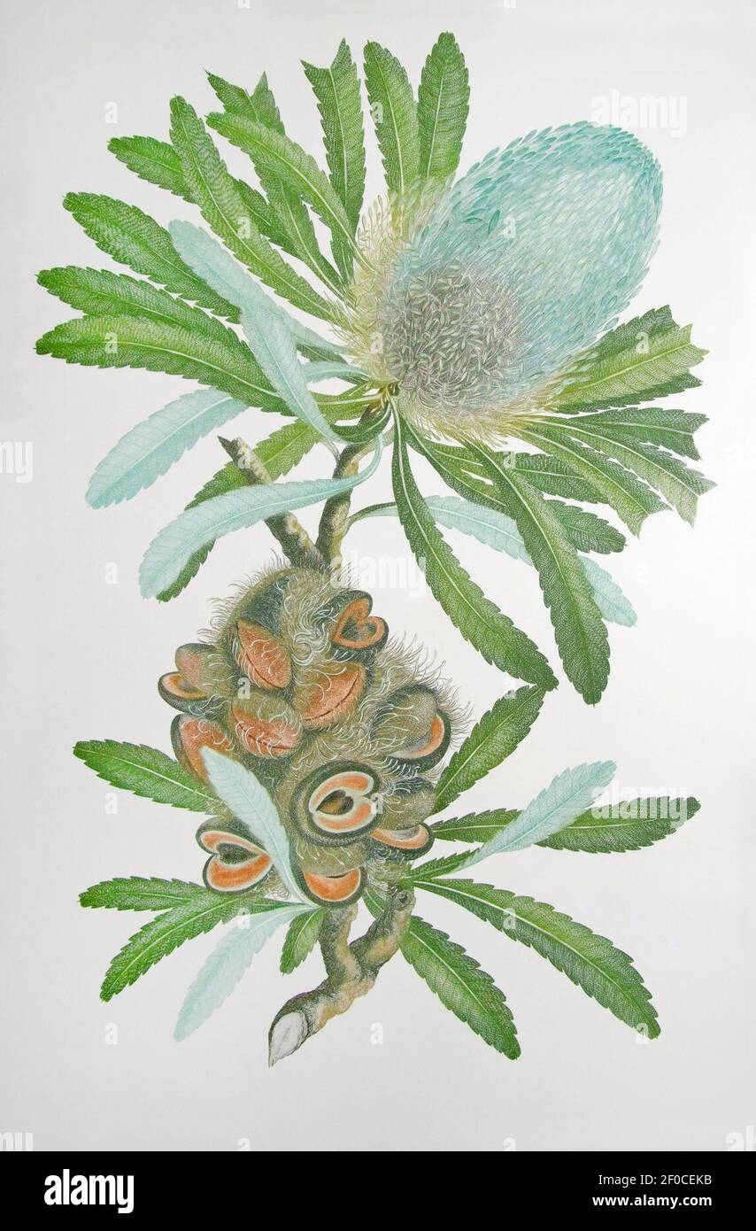 Plate from Banks' Florilegium - Joseph Banks. Stock Photo