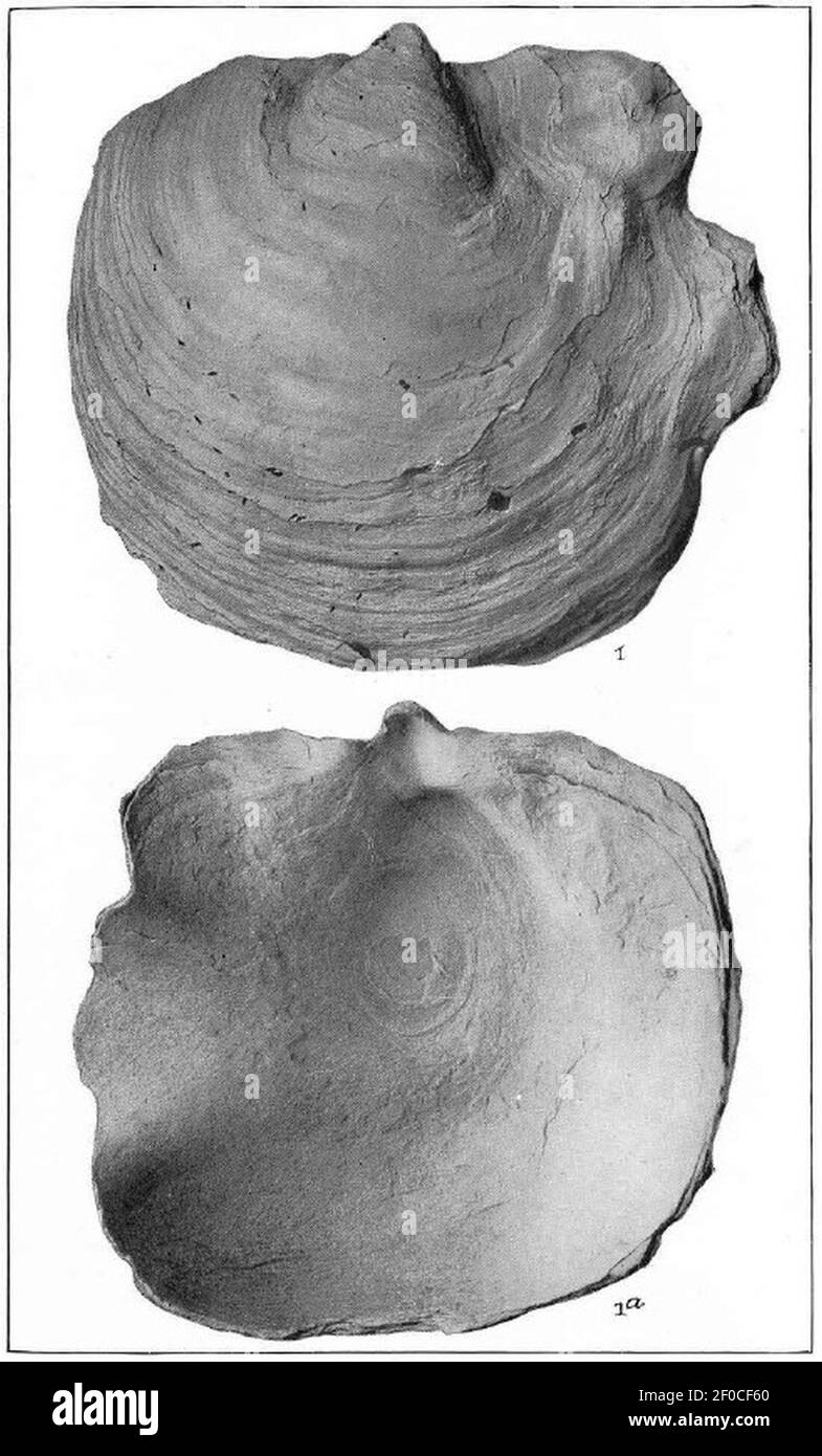 Plate LI Fossil Shells Gryphaea Vesicularis. Stock Photo