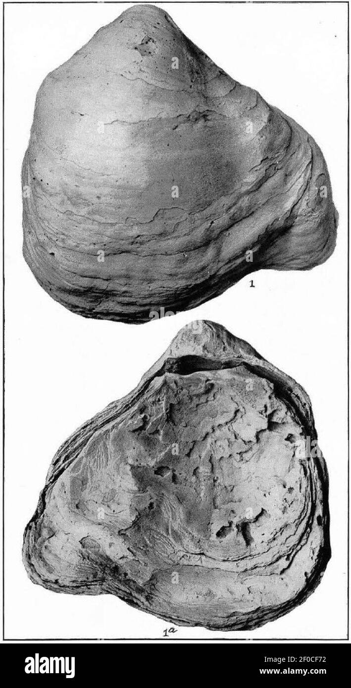 Plate LII Fossil Shells Gryphaea Vesicularis. Stock Photo