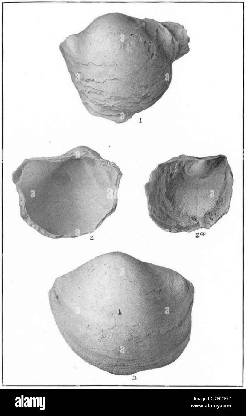 Plate L Fossil Shells Gryphaea Vesicularis. Stock Photo