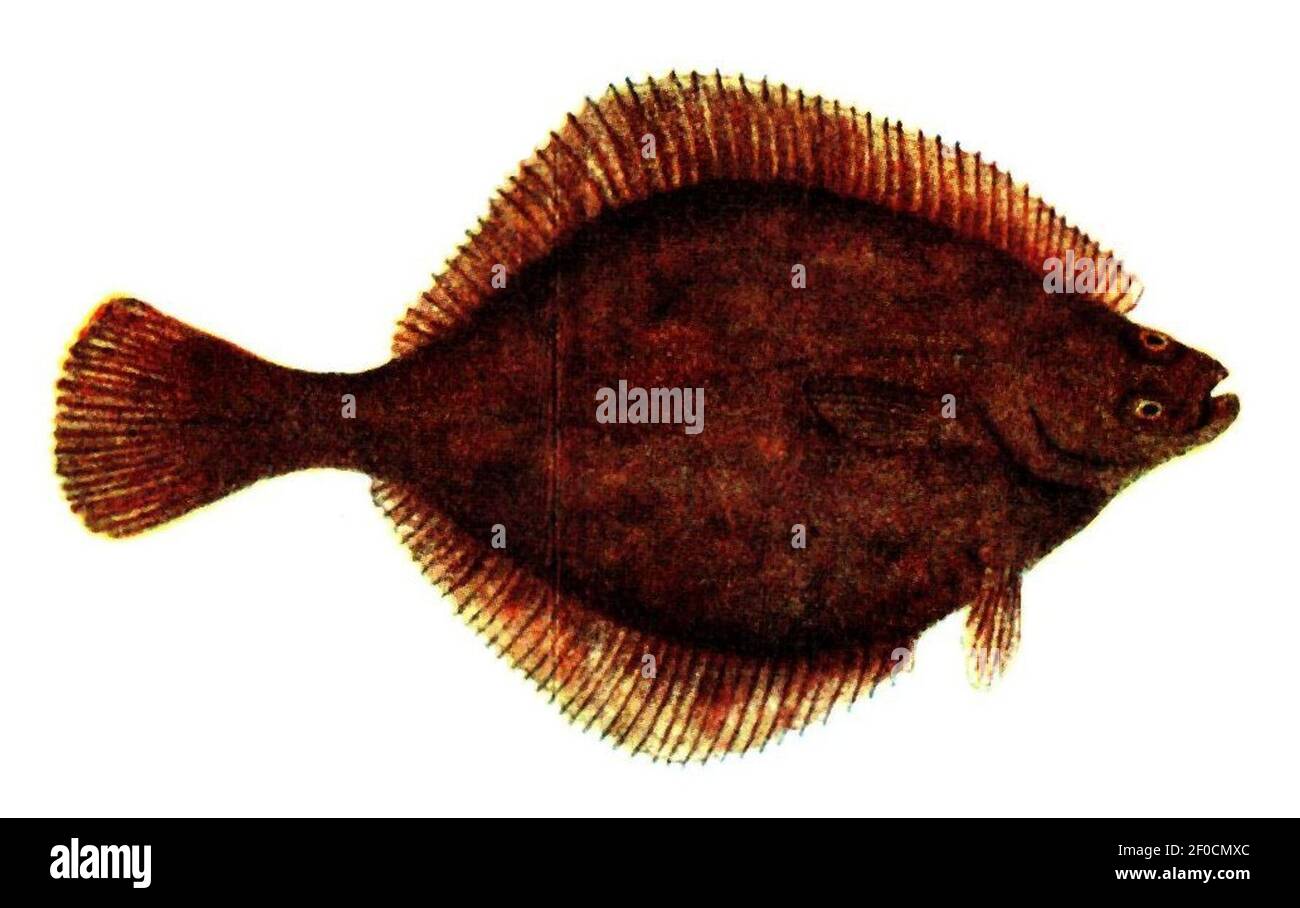 Platichthys flesus (Pieni Stock Photo - Alamy