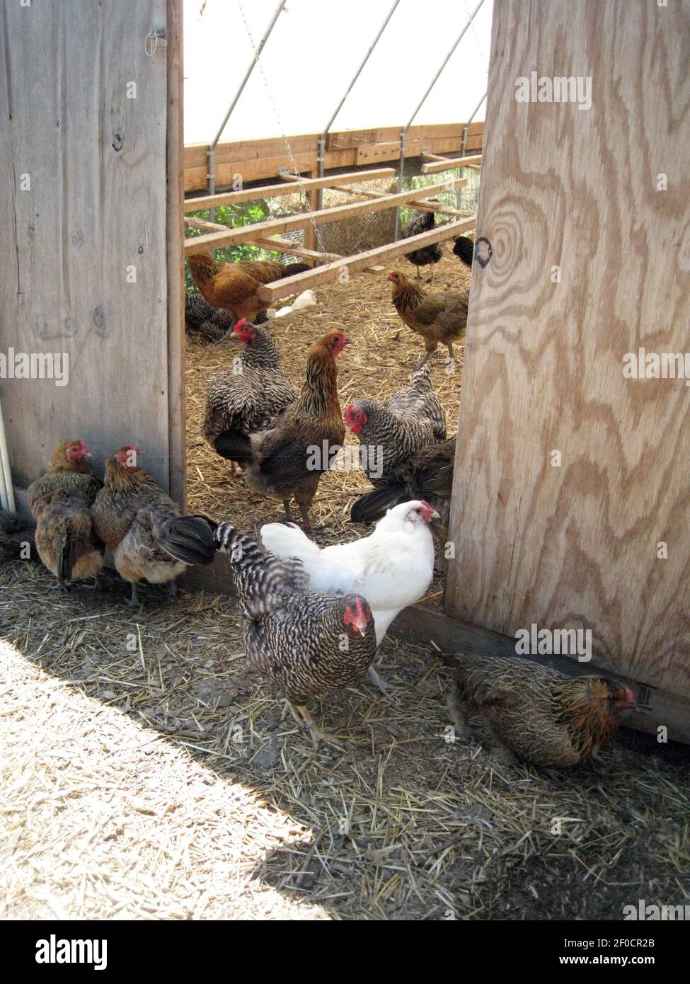 Organically raised chickens are part of the Kinnikinnick crop at Kinnikinnick Farm in Caledonia, Illinois. (Photo by Cindy Dampier/Chicago Tribune/MCT/Sipa USA) Stock Photo