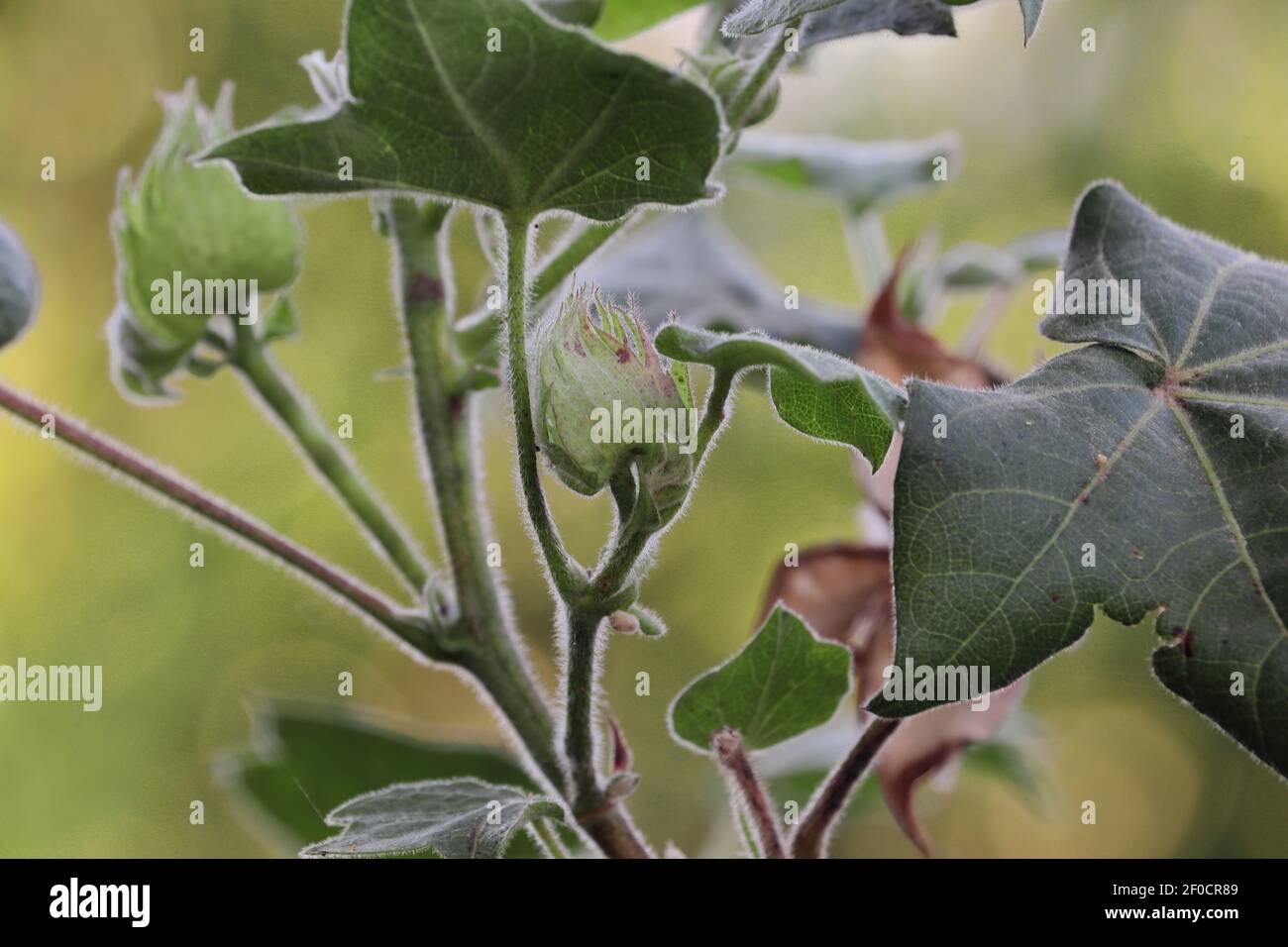 Cotton plant india hi-res stock photography and images - Alamy