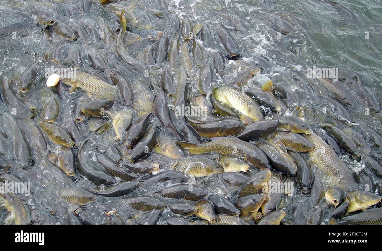 Carp, many with open mouths, almost jump out of the water trying