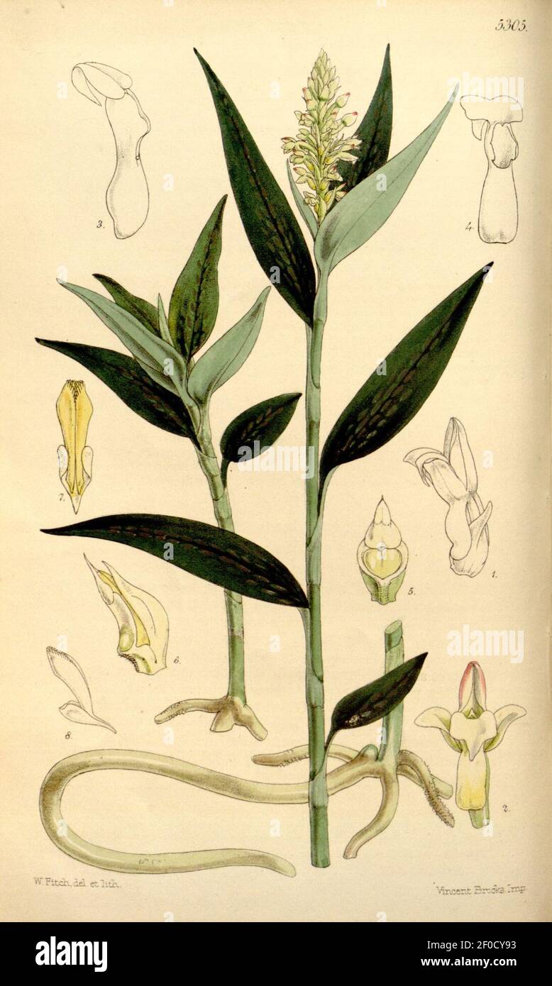 Platythelys maculata (as Physurus maculatus) - Curtis' 88 (Ser. 3 no. 18) pl. 5305 (1862). Stock Photo