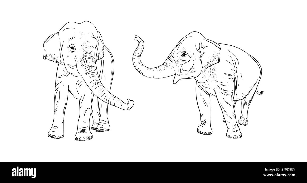 Elephants isolated on white background. Realistic elephant family. Sketch vector illustration Stock Vector