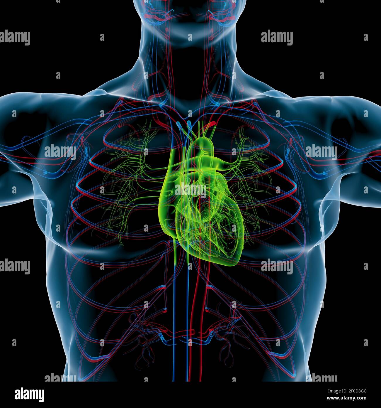 Human Heart Anatomy For Medical Concept 3D Illustration Stock Photo - Alamy
