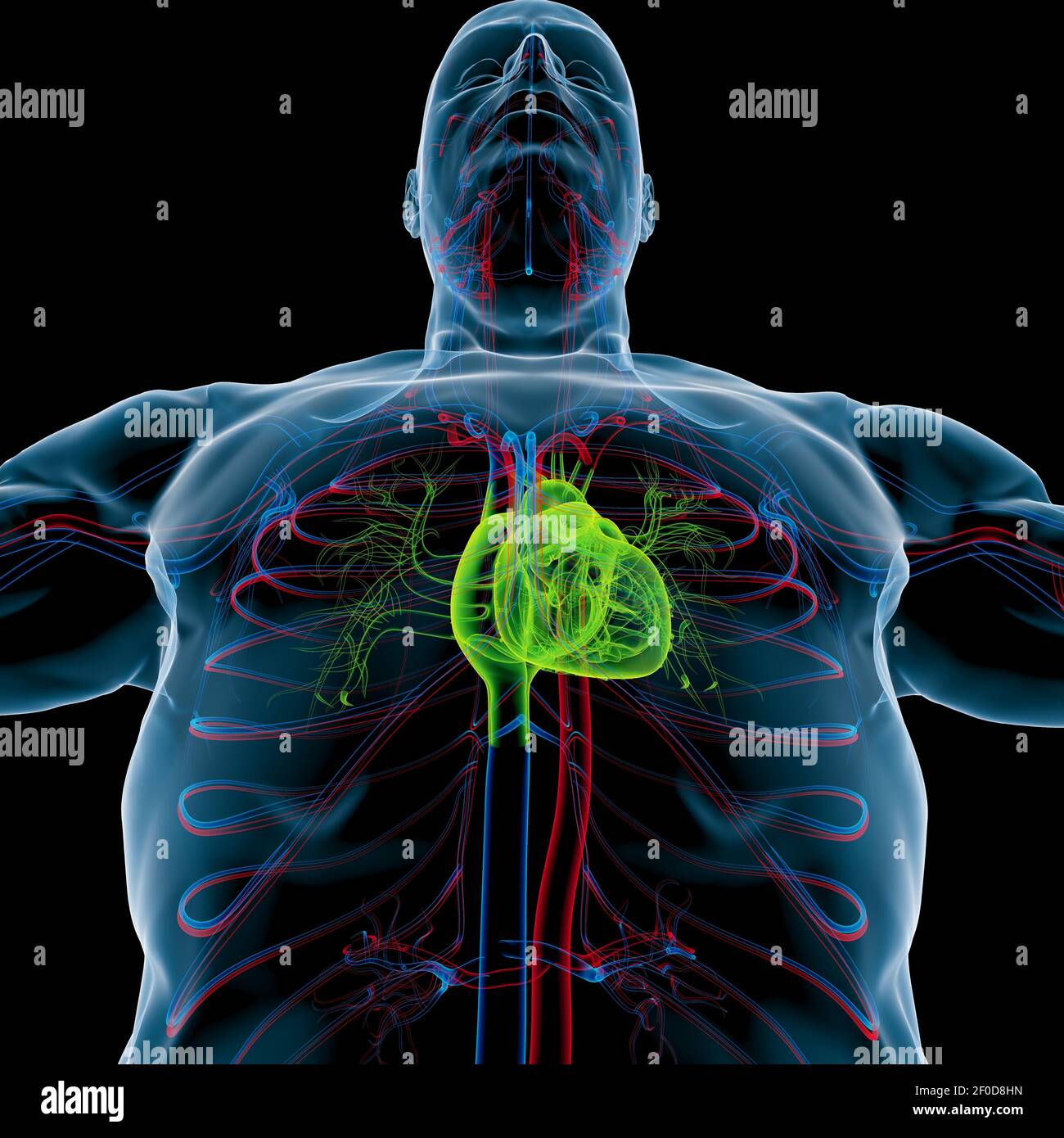 Human Heart Anatomy For Medical Concept 3D Illustration Stock Photo - Alamy