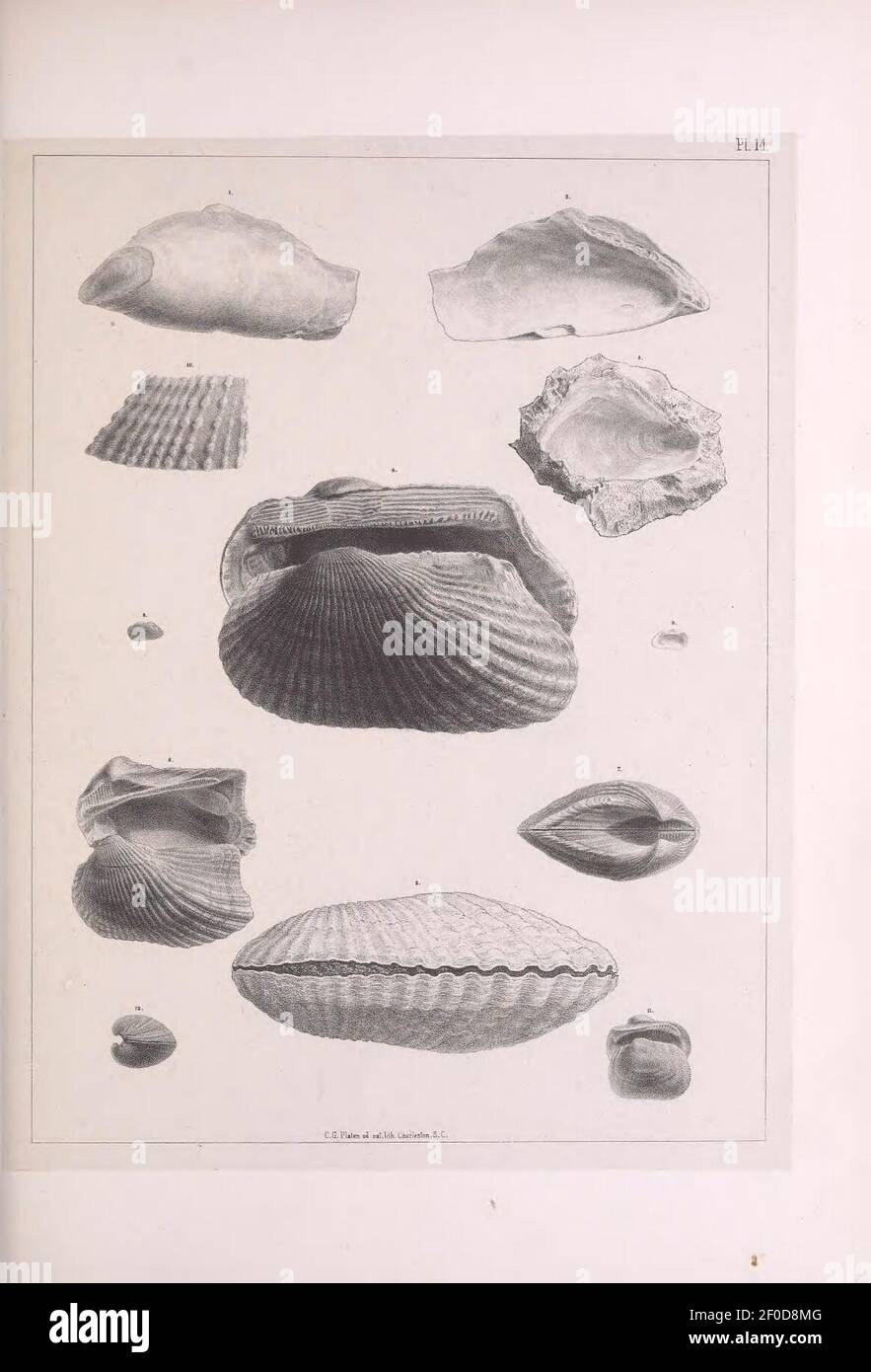 Pleiocene fossils of South Carolina (Pl. 14 Stock Photo Alamy