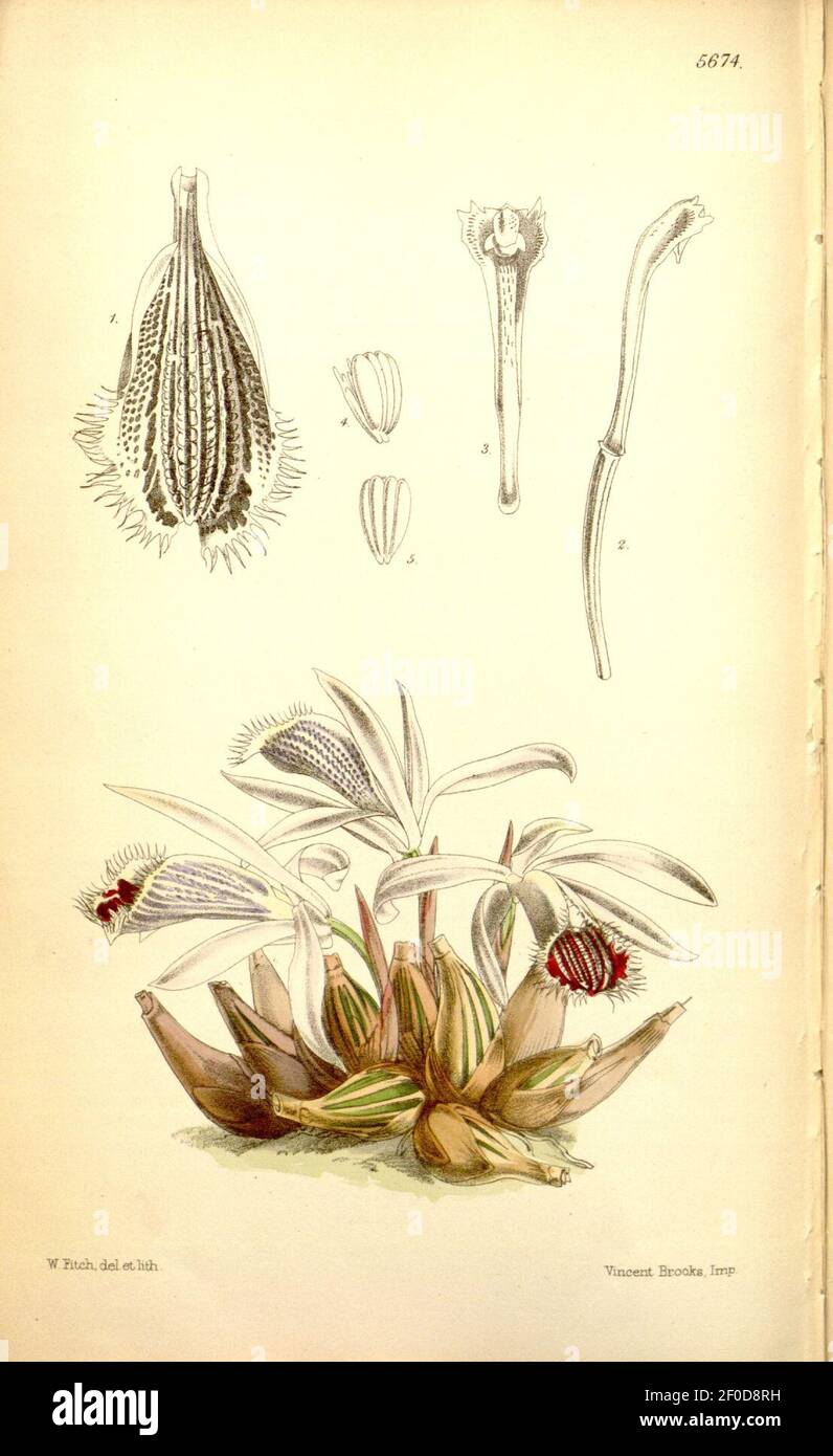 Pleione humilis (as Coelogyne humilis) - Curtis' 93 (Ser. 3 no. 23) pl. 5674 (1867). Stock Photo