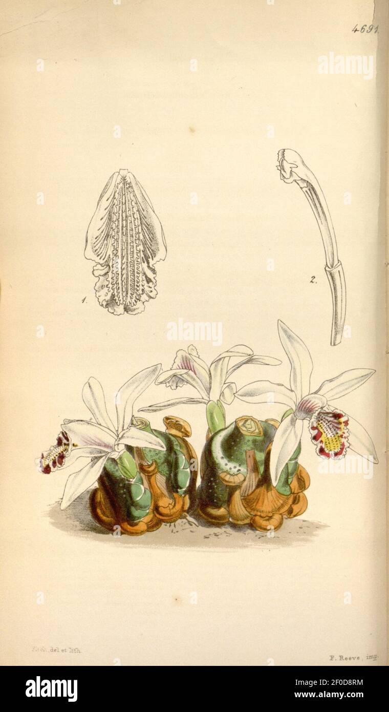 Pleione maculata (as Coelogyne maculata) - Curtis' 79 (Ser. 3 no. 9) pl. 4691 (1853). Stock Photo