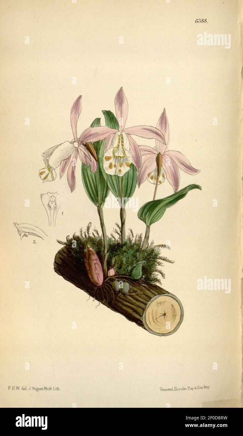 Pleione hookeriana (as Coelogyne (Pleione) hookeriana) - Curtis' 104 (Ser. 3 no. 34) pl. 6388 (1878). Stock Photo
